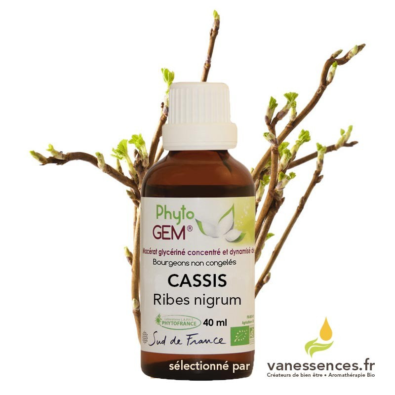 Bourgeon de Cassis Bio - Macérat glycériné Ribes nigrum