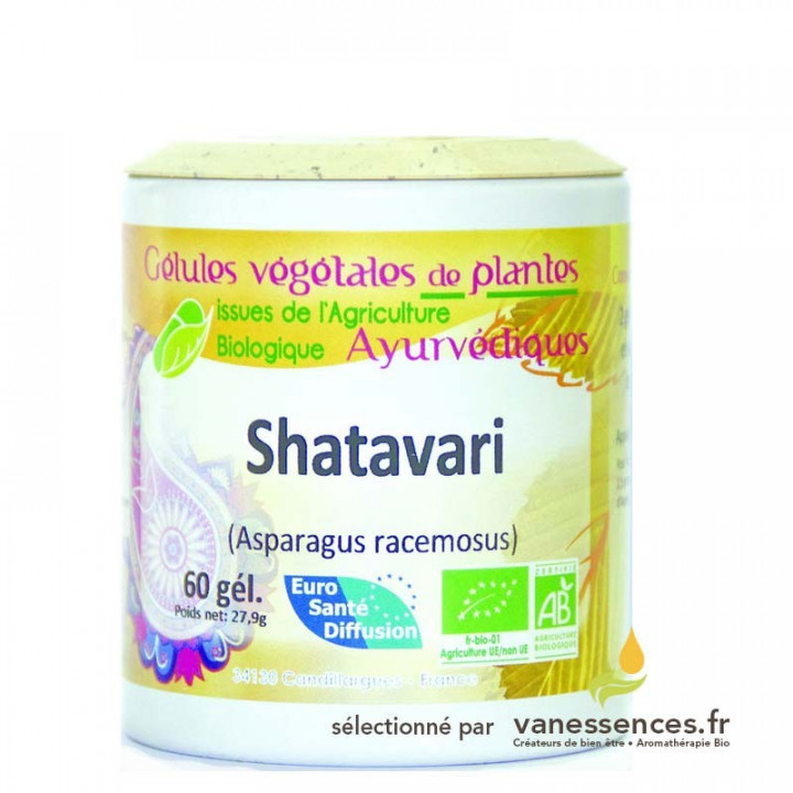 Shatavari bio Gélules de poudre d'Asparagus racemosus Asperge sauvage