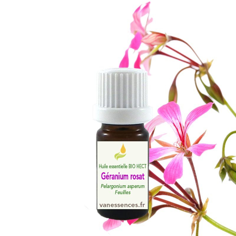 Huile essentielle de Géranium rosat découvrez ses bienfaits et utilisation