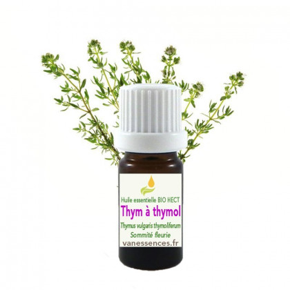 Huile essentielle de Thym à thymol Bio HECT Thymus vulgaris thymoliferum