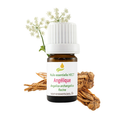 Huile essentielle Angélique archangélique - Angelica archangelica - HECT origine France