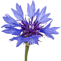 Hydrolat BIO de Bleuet