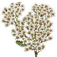 Achillée millefeuille (Achillea millefolium)