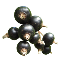 Cassis (Ribes nigrum)