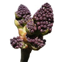 Frêne (Fraxinus excelsior)