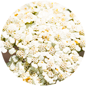 Fleurs d'achillée de ligurie en floraisons