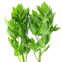 Livèche officinale (Levisticum officinalis)
