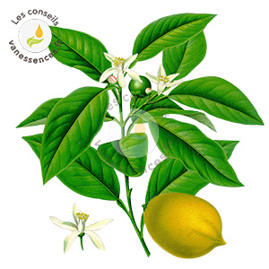 Huile essentielle de citron : bienfaits, contre-indications, comment l