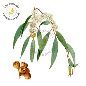 Qu'est-ce que l'Eucalyptus Radiata ? Origine, Bienfaits et
