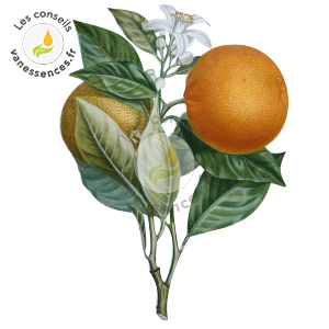 Huile essentielle d'orange amère : caractéristiques et bienfaits