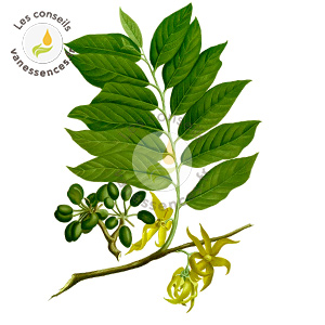 Huile essentielle d'ylang-ylang bio, extra supérieure, 100 % naturelle,  Comores, 5 ml